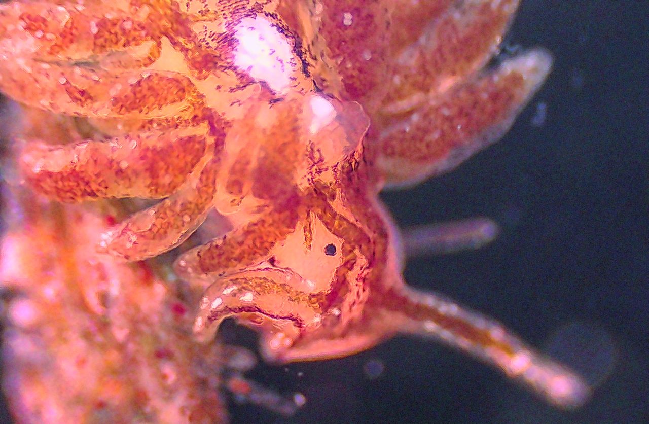 L�invisibile pannello solare del Tirreno: anatomia e segreti di Placida dendritica